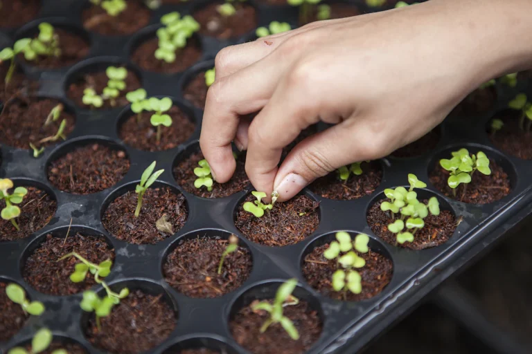 How to Grow Crisp Salad Greens Indoors All Winter
