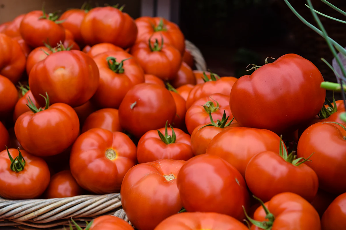 Growing Heirloom Tomatoes for Maximum Sweetness
