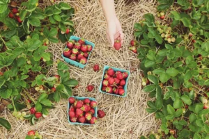 How to Save Heirloom Vegetable Seeds for Next Season